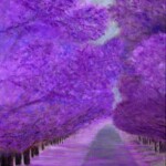 61 ジャカランダの並木 稲万里子