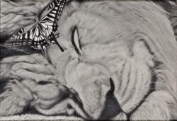 19 奨励賞 咲久 大きな雄ライオンの見る夢 鉛筆画 19 奨励賞 咲久 大きな雄ライオンの見る夢 鉛筆画