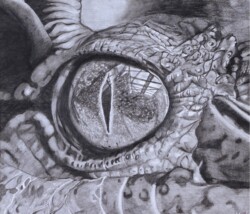 一般 矢田 美聡 竜の目 鉛筆画 一般 矢田 美聡 竜の目 鉛筆画