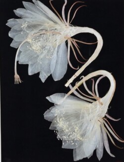 一般 佐藤 綾子 黒のラストダンス ミクストメディア 一般 佐藤 綾子 黒のラストダンス ミクストメディア